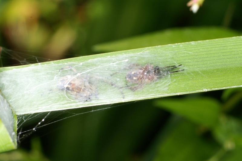 Larinioides_cornutus_D3107_Z_80_Loosdrechtse plassen_Nederland.jpg